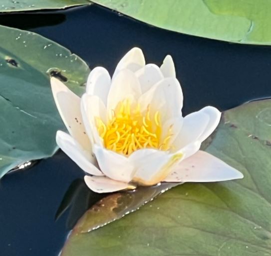 Seerose Seerose